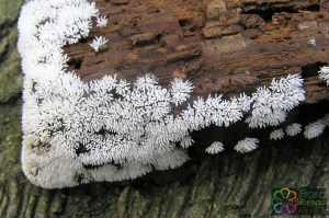 Gewoon ijsvingertje Ceratiomyxa fruticulosa